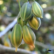 Oak Leaved Papaya Seeds - 25 Tropical Fruit Seeds for Container & Garden Growing, Fast Fruiting Carica papaya, Ornamental Lobed Foliage