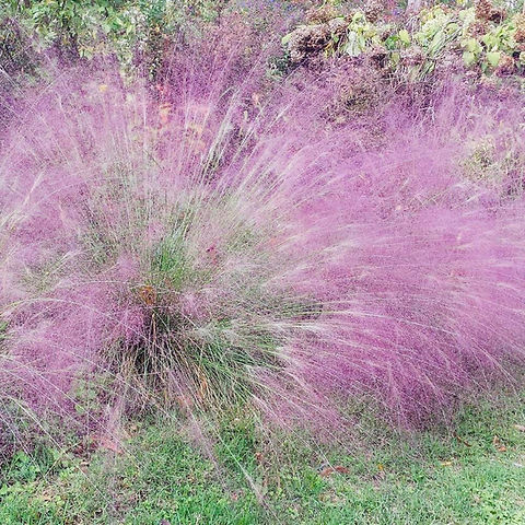 Purple Love Grass Seeds 500 Pack | Ornamental Drought-Tolerant Grass with Purple Blooms | Eragrostis spectabilis
