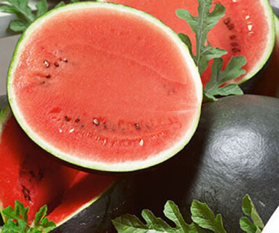 25 Seeds Sugar Baby Watermelon Seeds – Compact Icebox Variety, Sweet Red Flesh, Citrullus lanatus, Perfect for Small Gardens
