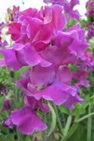 50+ Terry Davey Sweet Pea Seeds – Rich Purple Fragrant Blooms for Climbing Vines, Garden Planting & Bouquets – Lathyrus odoratus