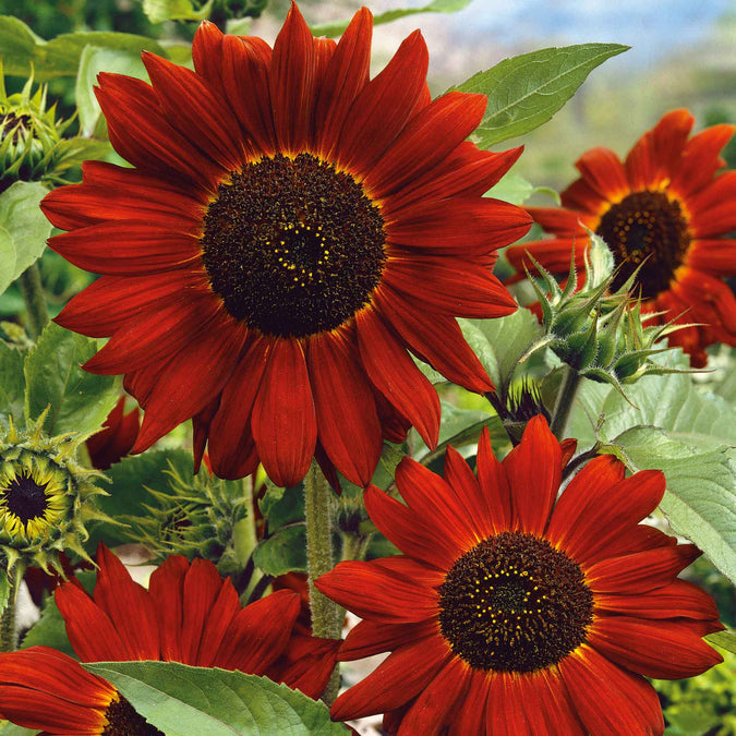 Velvet Queen Sunflower Seeds 1g - Deep Red Blooms, Helianthus annuus, Drought-Tolerant, Pollinator Attracting