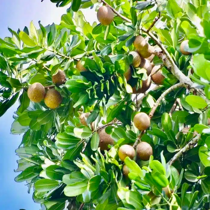 Grafted Mamme Apple Tree 12-24 Inches | Tropical Fruit Tree with Creamy, Sweet Flavor | Mammea americana