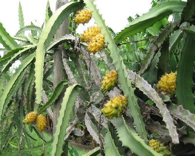 Yellow Dragonfruit Seeds | Hylocereus spp. | Exotic Fruit, Tropical Cactus, Easy to Grow, Pitaya, Yellow Pitaya Seeds
