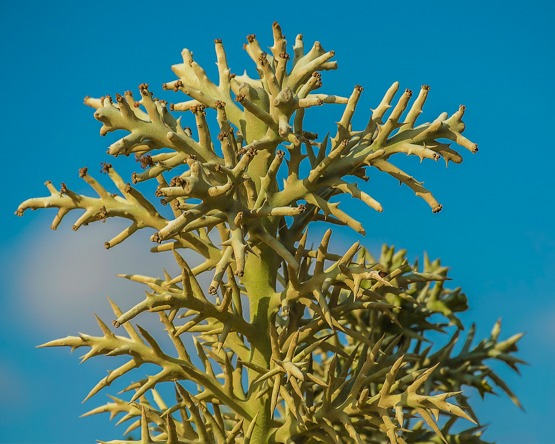 Alluaudia dumosa Madagascar Succulent Rooted Cutting 8-12" Rare Spiny Plant for Collectors