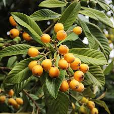 Loquat Tree Seedling – Tropical Fruit Tree – Sweet Juicy Golden-Orange Fruit – Eriobotrya japonica – Ships in Pot