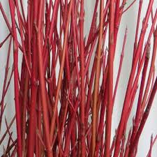 Bright Red Dogwood Cuttings, Cornus sericea, Hardy Shrub with Vibrant Red Stems for Hedges & Winter Interest
