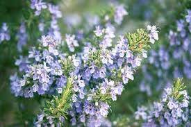50 Seeds Rosemary Herb Seeds for Culinary & Ornamental Gardens – Salvia rosmarinus, Aromatic, Drought-Tolerant