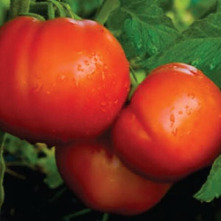 Celebrity Tomato Seeds F1 Hybrid – Non-GMO, Disease-Resistant, 7-8 oz Fruits, Indeterminate, USDA Zones 3-10