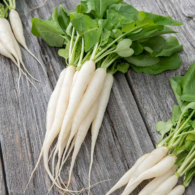 White Icicle Radish Seeds – 400pcs Fast-Growing Heirloom Root Vegetable Raphanus sativus for Salad & Container Gardening