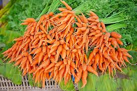 Bulk Carrot Seeds 1250 Daucus Carota Organic Non-GMO Microgreens & Vegetable Planting