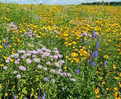 Wildflower Seed Mix 1000 All Perennial Native Heirloom Pollinator-Friendly Non-GMO Seeds