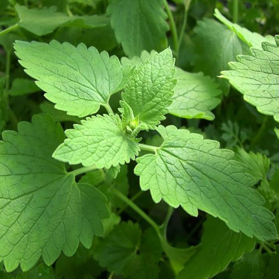 Catnip Seeds 2,000 Heirloom Non-GMO Nepeta cataria for Cats, Bees, Culinary & Tea Use, Zones 3-9