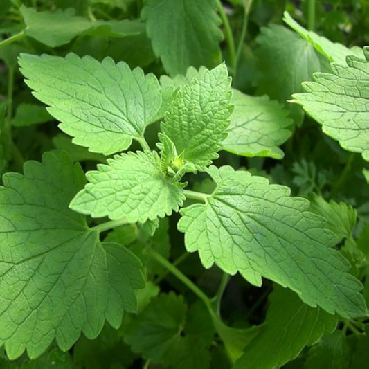 Catnip Seeds 2,000 Heirloom Non-GMO Nepeta cataria for Cats, Bees, Culinary & Tea Use, Zones 3-9