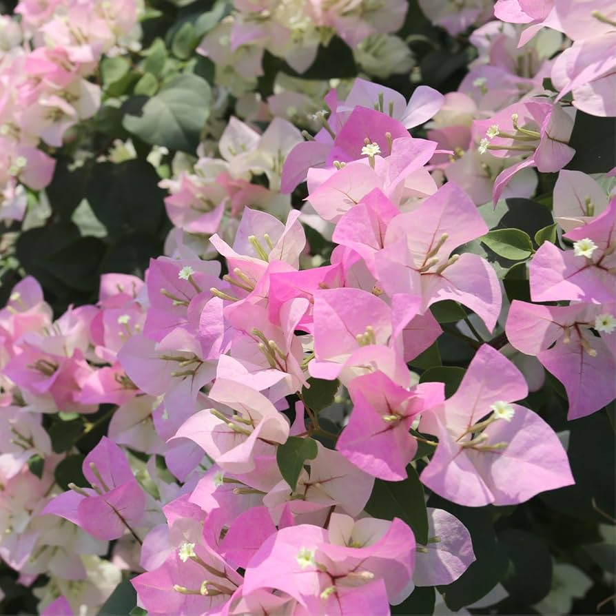 Rare Double Petal White Pink Bougainvillea Cuttings - 3 Fresh 3-5" Climbing Plant, Fragrant, Summer to Winter Blooms, Bougainvillea glabra