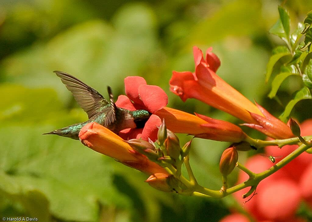 12 Live Red Trumpet Vine Clippings | Campsis Radicans Perennial Hummingbird Vine Fast-Growing Organic Starts