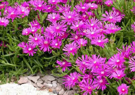 Magenta Delosperma cooperi Hardy Ice Plant Unrooted Cuttings 5-6" | Vibrant Ground Cover for Garden & Landscaping