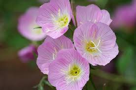 Showy Evening Primrose Seeds | Pink Perennial Wildflower | Oenothera speciosa | Drought-Tolerant Ground Cover