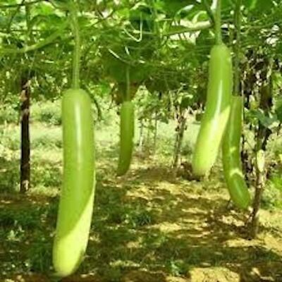 Snake Gourd Seeds – Heirloom Lagenaria Siceraria, Long Tender Green Gourds, High Yield, Fast Growing for Garden & Trellis