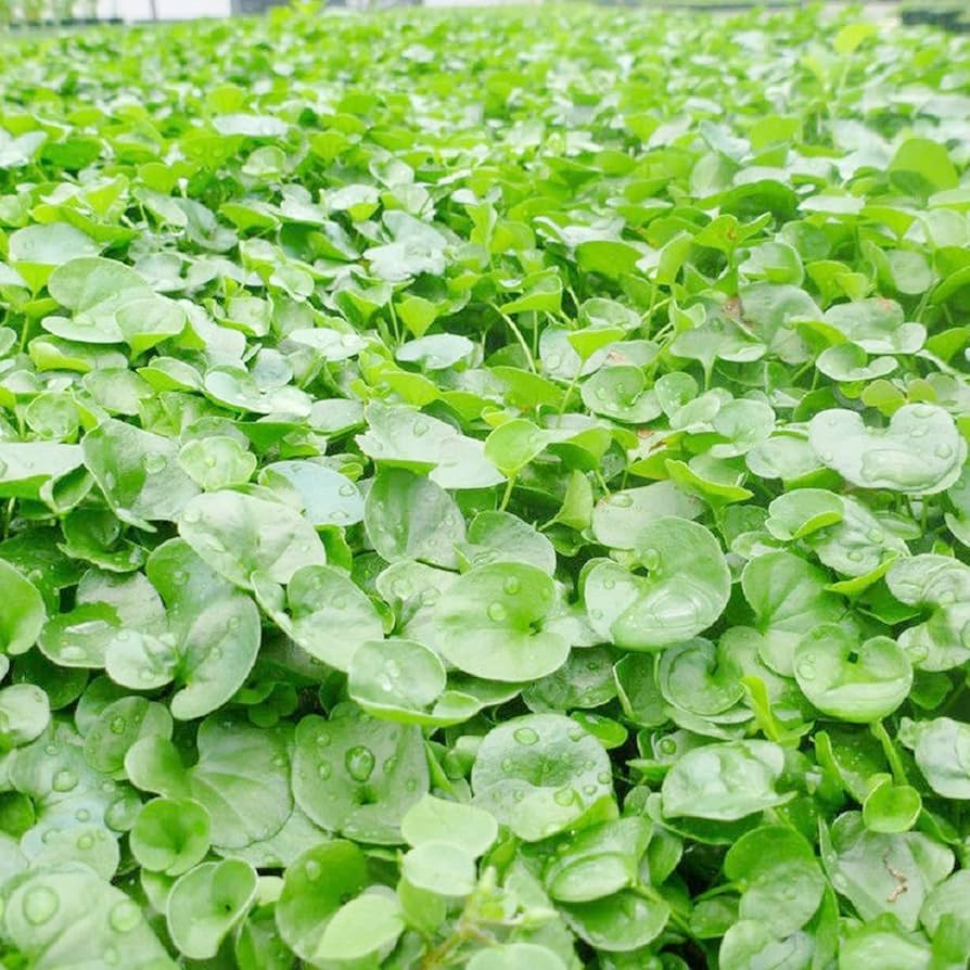 Dichondra Repens Seeds, Creeping Jenny, Perennial Ground Cover, Evergreen Lawn, Low Maintenance, Fast Growing, Garden Plant