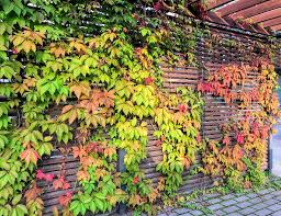 Virginia Creeper Vines 5-Pack Bare Root Climbing Plants Parthenocissus quinquefolia Fast-Growing Green Wall Cover