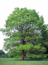 White Oak Tree Seedlings – 6-12 Inches Tall, Quercus alba, Live Bare Root Shade Trees, Wildlife-Friendly Landscaping