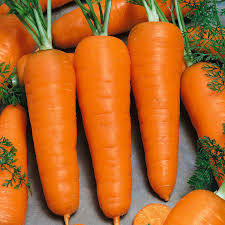 800 Seeds Chantenay Red Cored Carrot Seeds | Heirloom Daucus carota for Planting, Gardening & Crisp, Sweet Roots