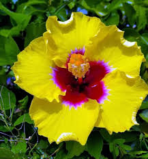 Hibiscus rosa-sinensis 'Hawaiian Yellow' Bare Root Starter Plant - Exotic Tropical Yellow Hibiscus for Garden & Container
