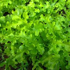 Salad Bowl Lettuce Seeds – Heirloom, Tender & Mild, Heat-Tolerant – Lactuca sativa, Loose-Leaf, Fast-Growing, 1000 Seeds