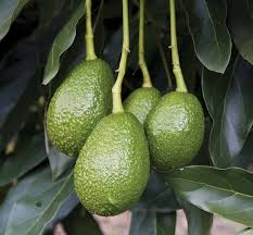 Unrooted Avocado Tree Cuttings – Zutano Variety for Home Garden, Fast-Growing, Hass Alternative, Tropical Fruit, Persea americana