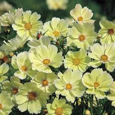 Cosmos Sunset Yellow Seeds – Non-GMO, Bright Yellow Flowers, Easy to Grow, Perfect for Gardens & Containers, Cosmos bipinnatus, 100 Seeds