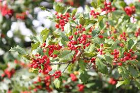American Holly Bush Seeds (Ilex opaca) - Evergreen Shrub for Hedges, Privacy Screens, Landscaping, Winter Interest