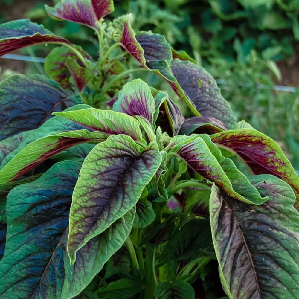 500 Edible Amaranth Red Stripe Leaf Seeds - Amaranthus tricolor Red Beauty Tricolor, Vibrant Nutritious Leafy Green for Planting