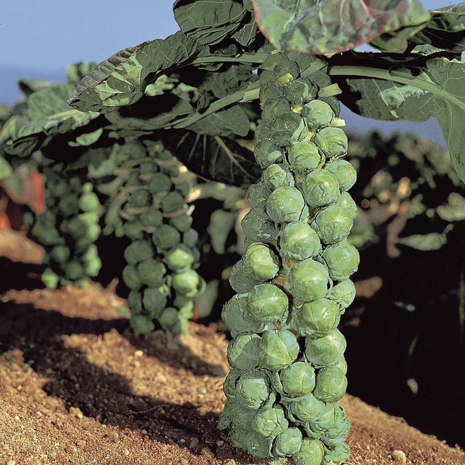 Jade Cross Brussels Sprouts Seeds – High-Yield, Cold-Hardy Hybrid, Compact, Nutty Flavor, Disease-Resistant, 500+ Seeds