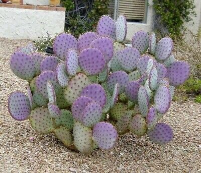 Santa Rita Purple Prickly Pear Cactus Cuttings – Opuntia Violacea, 5-6" Unrooted, Drought Tolerant, Rare Succulent for Garden and Landscape