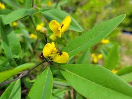 Gopherweed Seeds 25 Pack | Baptisia lanceolata | Native Perennial Wildflower for Pollinators & Soil Restoration