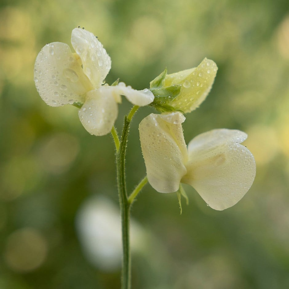 Primrose Sweet Pea Seeds – 50+ Pale Yellow Blooms for Trellises, Cottage Gardens & Cut Flowers – Lathyrus odoratus