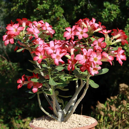 Desert Rose Starter Plant - Adenium obesum with Bonsai-Like Shape, Vibrant Flowers, Indoor/Outdoor Succulent