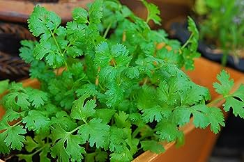 Cilantro Seeds 1g Coriandrum sativum Heirloom Non-GMO Fast-Growing Culinary Herb