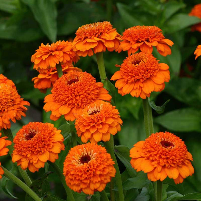 Zinderella Orange Zinnia Seeds – 100+ Double Orange Blooms for Cut Flowers, Pollinator Gardens & Borders – Zinnia elegans