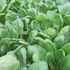 Vegetable Seeds 500mg Mustard Green Spinach Komatsuna Tendergreen Brassica rapa Heirloom Non-GMO Asian Greens Fast-Growing