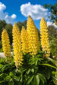Yellow Lupine Seeds, Annual, Drought-Tolerant, Non-GMO, Attracts Hummingbirds & Bees, Vibrant Garden Flowers, Lupinus