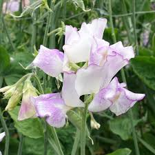 Sir Jimmy Shand Sweet Pea Seeds – 50+ Cream & Blush Blooms, Climbing Vine for Trellises, Bouquets, Cottage Gardens, Lathyrus odoratus