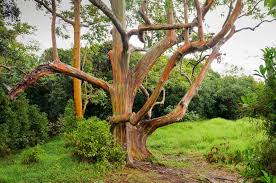 Rainbow Eucalyptus Seeds - 40 Premium Eucalyptus deglupta Tropical Evergreen Tree for Landscaping