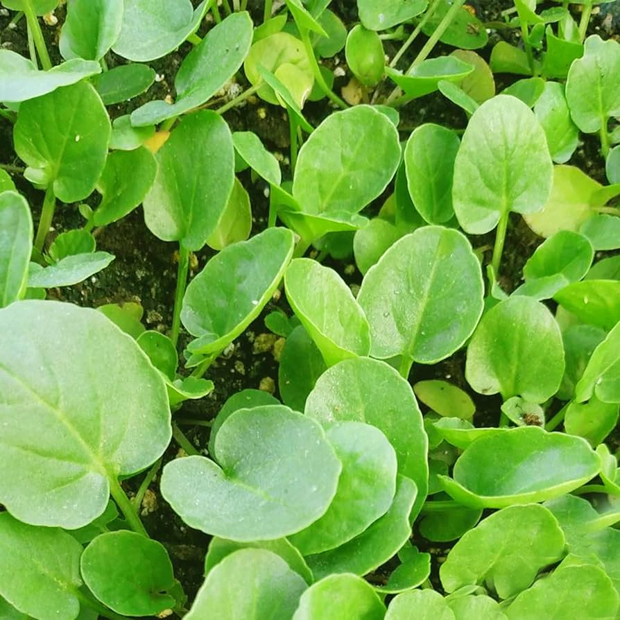 Upland Cress Herb Seeds 1000 Pack – Peppery, Nutritious Microgreens & Salad Greens – Barbarea verna