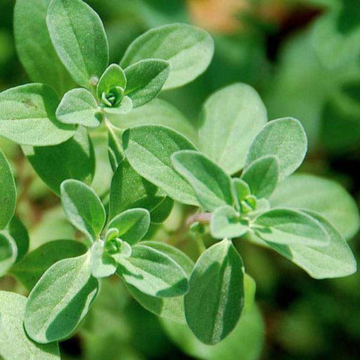 400 Seeds Marjoram Herb Seeds Non-GMO Organic Culinary Herb Origanum majorana for Garden & Cooking