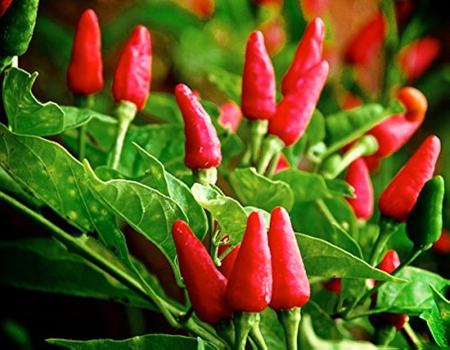 30 Seeds Tabasco Pepper Seeds - Hot Chili for Spicy Sauces, Garden or Patio Plant, Capsicum frutescens