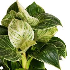 Philodendron Birkin Starter Plant - White Wave, Mermaid's Tail, Variegated Foliage, Indoor Tropical Houseplant