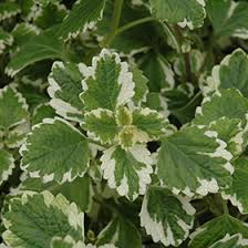 Plectranthus coleoides ‘Variegata’ Live Rooted Cuttings – Variegated Swedish Ivy, Trailing, Fragrant, 4" Plant for Indoor & Outdoor