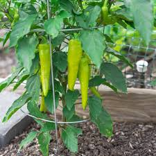Sweet Banana Pepper Seeds 300mg Capsicum annuum Non-GMO for Salads Pickling and Fresh Eating