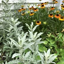 Artemisia Ludoviciana Seeds – Prairie Sage Herb, Drought-Tolerant Perennial, Native Plant for Garden, Fragrant Silver-Green Foliage